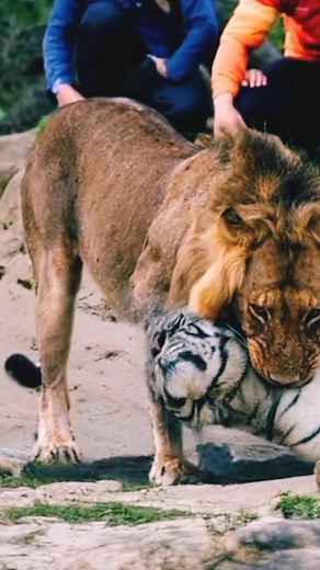 23K views · 147 reactions | Lion crunch a neck of tiger  | Planet Paws | Facebook