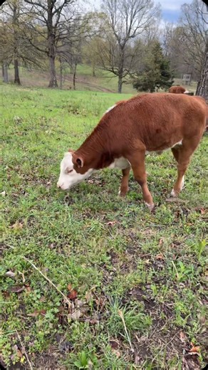 Brent Loughridge | Ruby! The spawn of Rufus #rufusthebull | Instagram