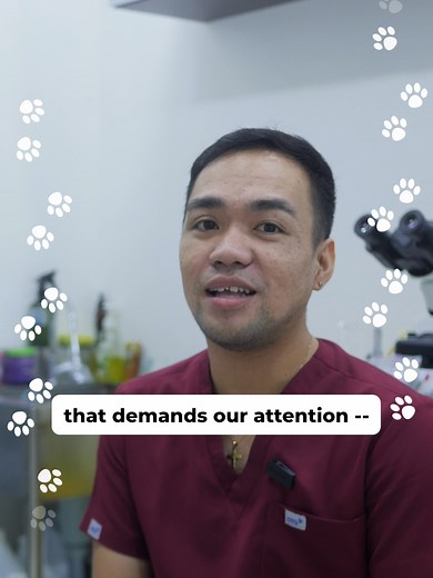 Protect your pets from ringworms. Ringworm is a skin and scalp disease that is caused by fungi. It manifests as patches that are hairless, circular, or irregularly shaped areas of scaling, crusting, or redness in your pets’ skin. Here is Frank to tell you more about this condition. If ever your pet is showing signs of having ringworm, bring them over to our clinic. 📍Oakridge Business Park, 880 A. S. Fortuna St, Mandaue City, 6014 Cebu, Mandaue City, Philippines ☎️0917 119 8830