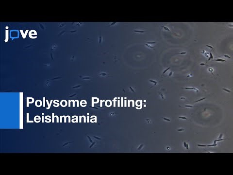 Polysome Profiling In Leishmania: Human Cells & Mouse Testis
