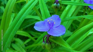 Tradescantia virginiana - the Virginia spiderwort, herbaceous plant with green leaves Stock Video