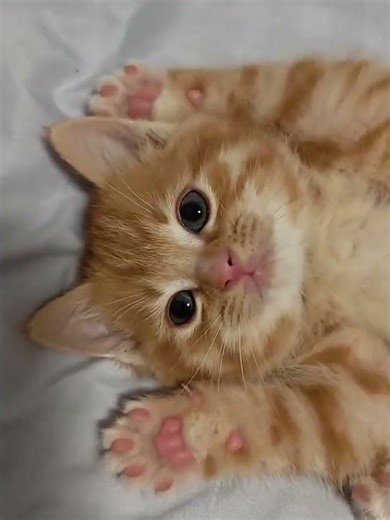 😻 Cutest Orange Cat Ever! Ginger Fluff Overload 🐱✨ #OrangeCat