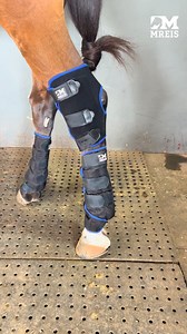 Descubra 3 curiosidades sobre o Ice Boot da MReis! 1. Gel interno que congela: Mantém a temperatura ideal para o alívio do seu cavalo após treinos ou provas. 2. Reutilizável: Basta colocá-lo de volta ao congelador e estará pronto para o próximo uso. 3. Formato anatômico: Se encaixa perfeitamente ao boleto e à área abaixo dele, proporcionando uma proteção completa. Não perca tempo, garanta o seu Ice Boot! Clique já no botão abaixo. | MReis Western
