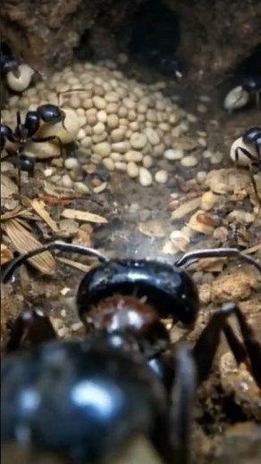 You've Never Seen Inside an Ant Colony Like This 🐜 #Micro #Discovery