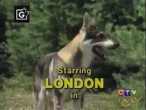 THE LITTLEST HOBO INTRO/THEME SONG | T&T Nostalgia