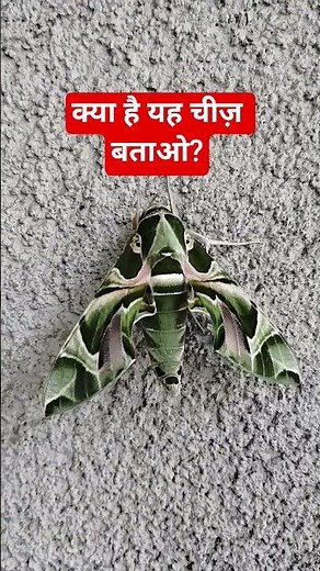 How to Identify Insects and Spiders (The Ultimate Guide)