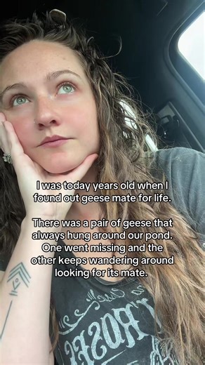 Geese Behavior: Mating Habits and Loyalty Explained