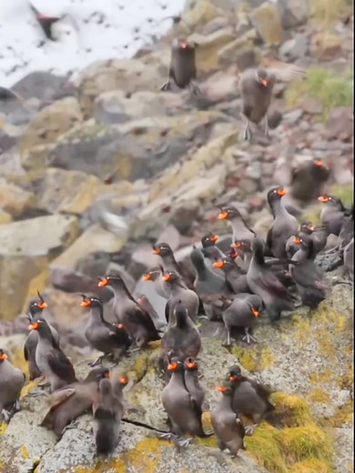 Beautiful birds #viralvideo #tilawat #quran #pathofquran #birds @#foryou