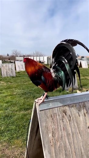 Beautiful Birds - Grey Rock Farms 🐓👑🔥🔥 No Fowl For ILLEGAL Purposes Video/Photo Content In This Farm Just For Breeding, Show and Preservation Purposes | Farms Storyy