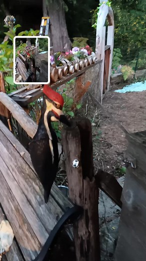 Animated one of Ben's carvings. Fly high, Woody!