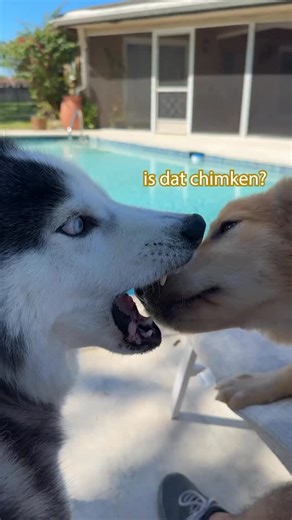Was Hachi being a grumpy old man or is this normal behavior from an adult dog to a puppy dog? @itsgraham just wanted to have a taste of some chimken 😅… sorry Graham! #dogsofinsta #huskylife #dogstagram #huskyoftheday #dogslife | Hachi The Husky