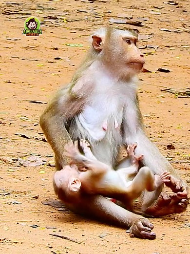 Heartbreaking Baby Monkey Rejection and Cry | Emotional Scenes