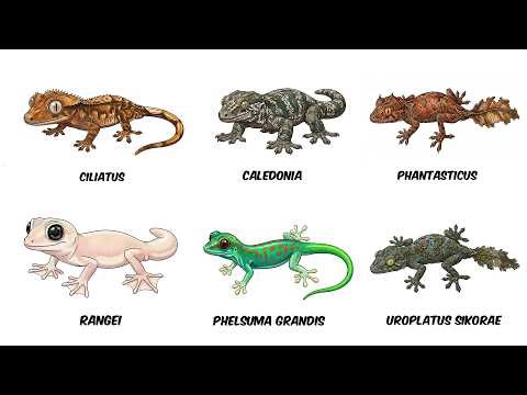 6 Especies de Geckos con una apariencia “que no parece de este planeta”