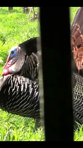 He Gobbled Once… Then Showed Up Fast | Turkey Hunt #turkeyhunting #wildlife #gobblerhunting #shorts