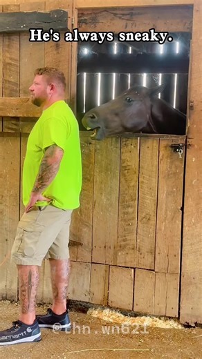 The Funniest Horse I’ve Ever Seen 🐴🤣 #horse #horsesoftiktok #funnyhorse #farmlife #foryou