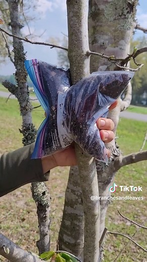 #airlayering #growingtrees #propagated #treelover