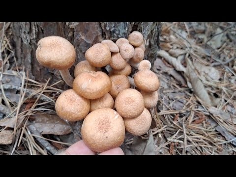 🍄🍄야생식용버섯 대풍년! 올라오기 시작합니다 버섯산행 건강 항암