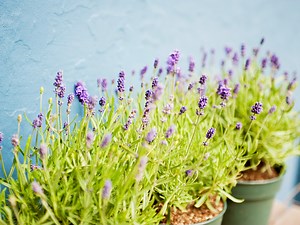 How to Grow Lavender in Your Garden - realestate.com.au