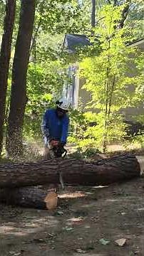 Acorn tree & shrubs services LLC #treeremoval #treeservice #Raleigh #arborist #fypreels