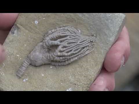 Discovering - Fossil Hunting with Paleo Joe