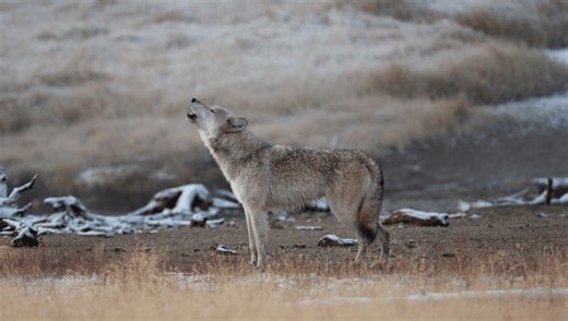 Scientists Are Using Bioacoustics To Decode Wolves’ Howls. Can I Get An Awooo?