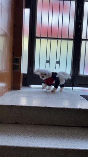 Videos de Bonito_Bonka (@bonito_bonka) con “Raindrops falling like Diamonds Super Star band - eugenmusic”