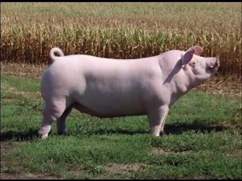 Chester White Pig | Facts, History & Characteristics