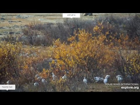 More ptarmigans Tundra buggy north Explore.org 10/17/5