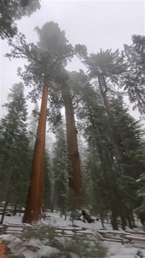 9.4K views · 197 reactions | 276 feet tall! The biggest tree I've ever seen (location in comments) #naturelovers #adventuretravel #natureisbeautiful #hikingadventures | The Nature Seeker | Facebook