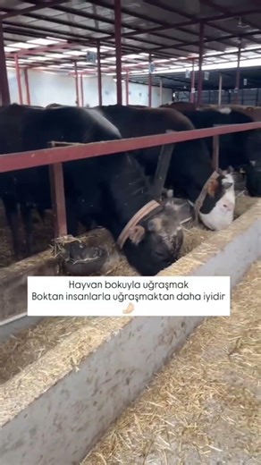 🤌🏻🤌🏻…#kurbanlık #köy #youtube #short #kurbanlıkfiyatları #fyp #yemek #büyükbaş #trendingshorts