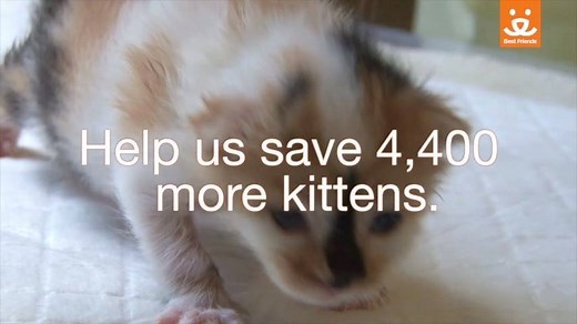165K views · 1.5K reactions | Most shelters don't have what it takes to care for kittens. This one does. ❤️ (via Best Friends Animal Hospital) | Upworthy | Facebook
