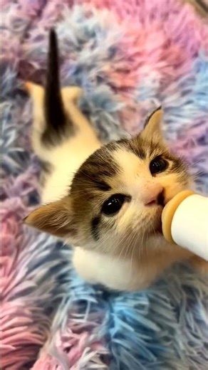 kitten cute milk eating 🐈 💗 #cat #cute #shotfeed #viral #youtubeshorts #shorts #trending #ytshorts