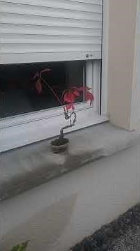 Seikei - The final part of this exceptional bonsai garden - Part 5