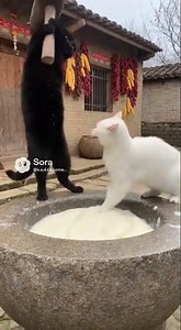 One Mistake — And the Cats Explode...