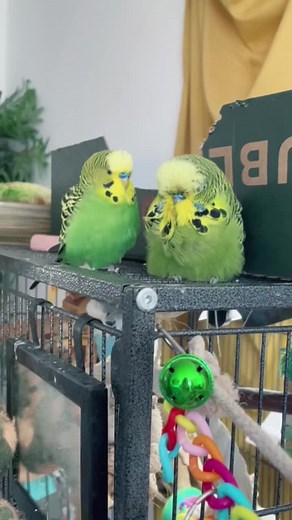 Pet Budgies vs Show Budgies: A Visual Size Comparison