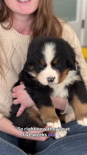 Benefits of sensory exposure! 🐾 #bernese