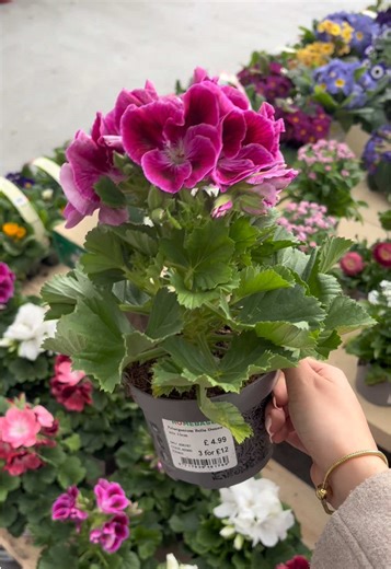 Exciting Launch of Our Garden Centre Weekend!