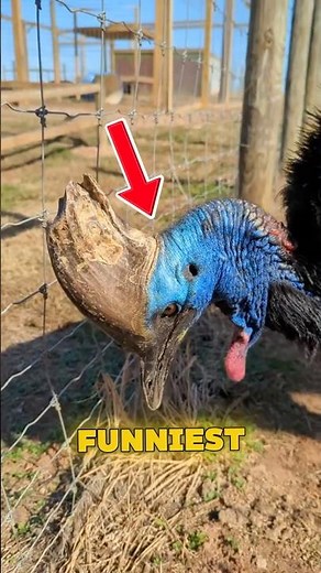 5 Funniest Bird Sounds That’ll Make You Laugh Out #shorts #birds #animals