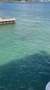 Manatee sighting at migration season kickoff at Manatee Lagoon