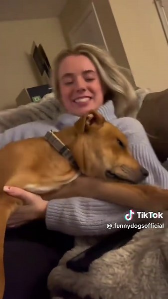 Hilarious Compilation of Funny Dogs