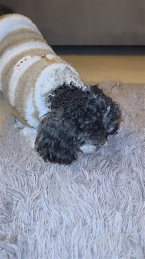 Tried a new bedtime snack tonight 🍣 it was delicious 💖🤗 love Plum Pudding 🤗 | Plum Pudding The Rescue Dog