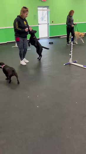 The importance of practicing impulse control with things your dog doesn't have permission to take. Here's a great explanation and demo to piggy-back our video from yesterday! • • • • #dogtraining #dogtrainer #dogbehaviour #positivetraining #dogsofinstagram #puppytraining #dogtrainingtips #dogtrainersofinstagram #dogtraining101 #obedience #dogtrainingNJ #dogtrainerNJ | Kathy Santo Dog Training