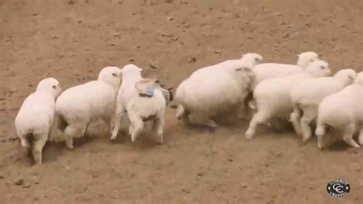 How Long Can These Kids Stay On a Sheep?