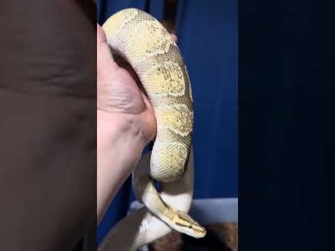 Are you scared of your new adult ball python? Here’s some advice for you and the animal.