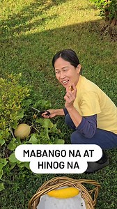 1.8K views · 84 reactions | Mabango na at hinog na #ripped #cantaloupe #fruits #harvest #everyoneシ゚ #fbreelsfypシ゚viralシ | Inday Tonning Pagas Daguing | Facebook