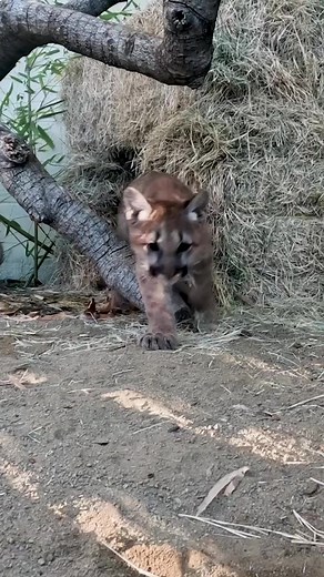 Scratch and sniff 👃The trio of mountain lion cubs rescued last fall are growing up fast and sharpening their senses at the Safari Park. Wildlife care specialists are providing them with branches to encourage climbing behaviors as they explore their surroundings and learn to forage for food. #cubdate #mountainlioncubs #collaborativeconservation #sdzsafaripark | San Diego Zoo Safari Park