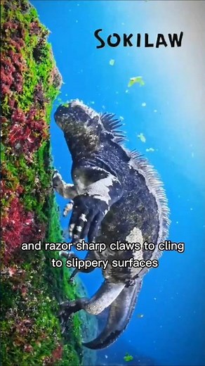 Marine Iguana: The Real-Life Godzilla of the Galapagos 🦎🌊