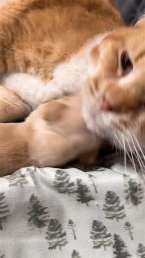 Happy New Year from the CRU babies to our incredible CRU family 🥰🐾🐶 CHEERS to 2026🍾🍾 | Cleft Rescue Unit