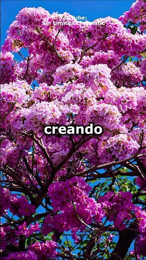 The most beautiful tree in El Salvador 🌸🇸🇻 #Maquilishuat