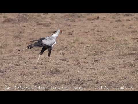 secretary bird - part 3 - fast-paced hunter
